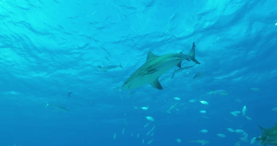 A shark swims near the surface then descends