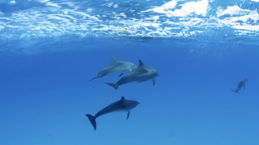 Dolphins swimming near the surface of the ocean