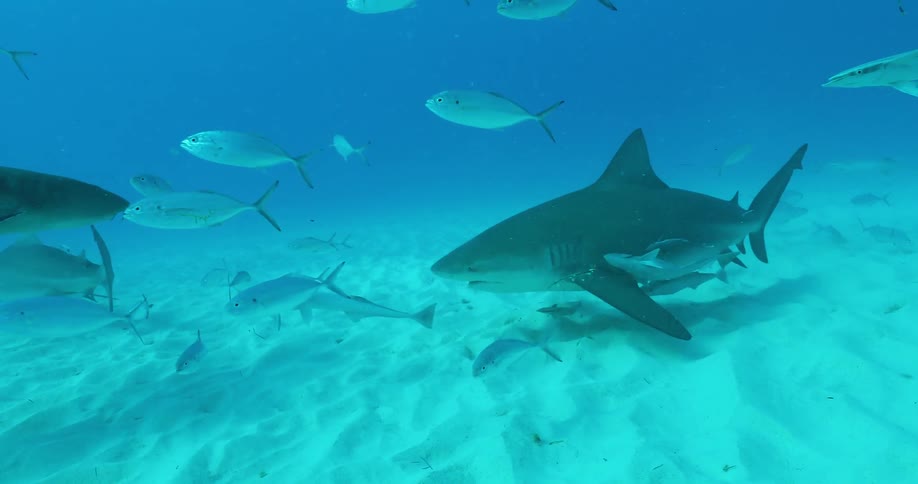 Sharks and fish swim in an ocean