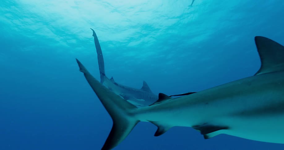 Sharks and fish swim in the ocean