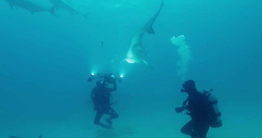 Divers photograph swimming sharks
