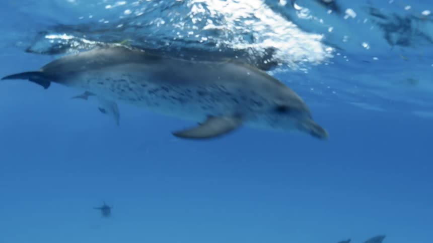 A diver is swimming amid a pod of dolphins under the ocean during the day