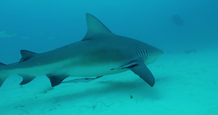 A shark is swimming along the ocean floor during the day