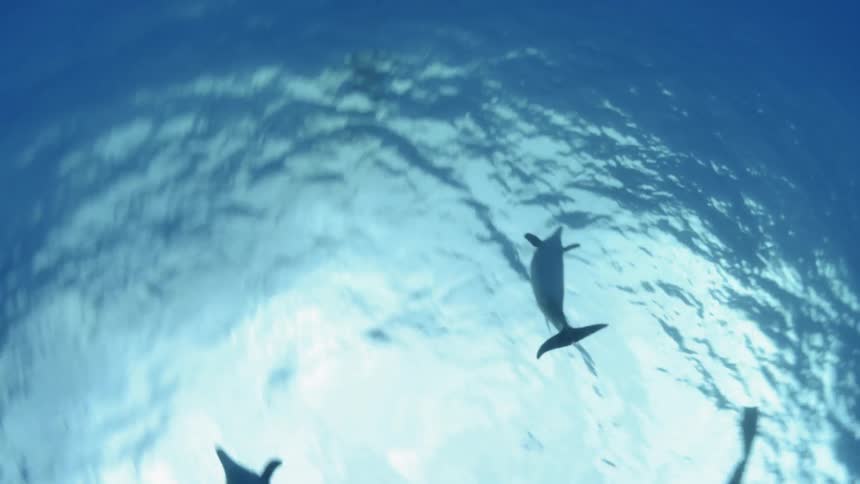 Several dolphins swim underwater near the surface
