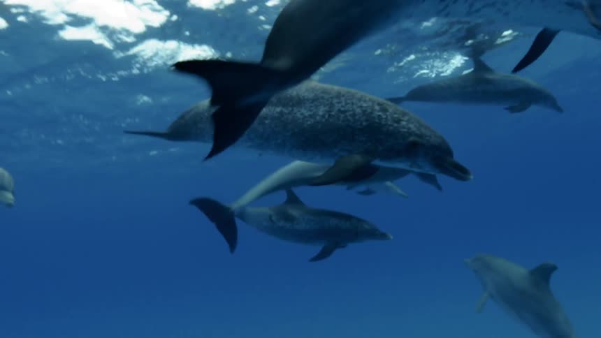 Dolphins are swimming near the surface of the ocean during the day