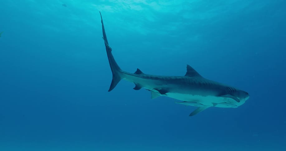 Shark swimming in the clear blue waters