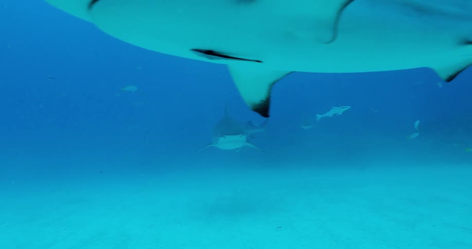 Sharks and fish swim in the ocean