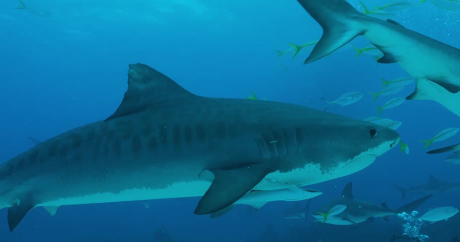 Sharks and fish swim in the ocean