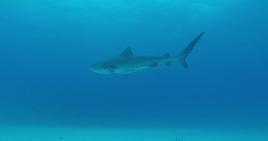 A shark swims in the water being trailed by fish