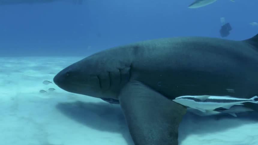A shark is swimming along the ocean floor during the day