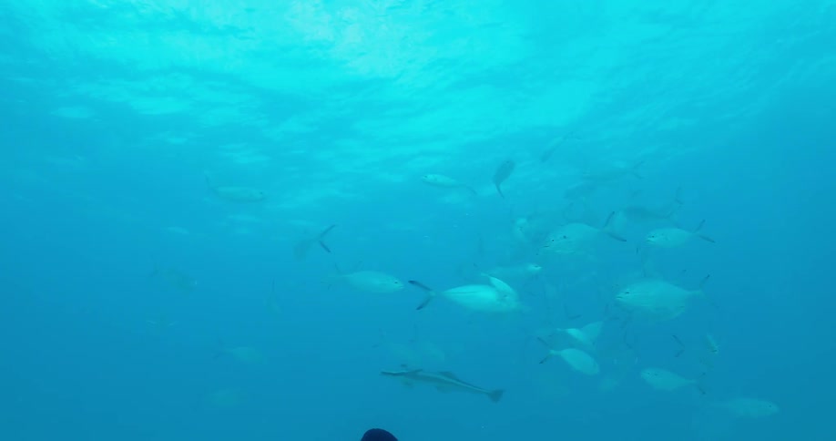 A scuba diver swims with the fish