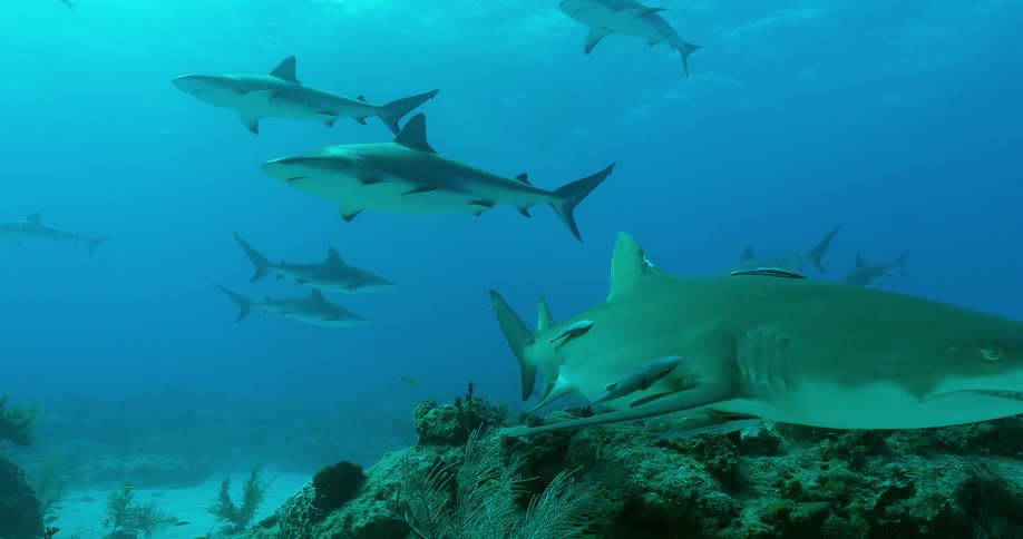 Sharks and fish swim in the ocean