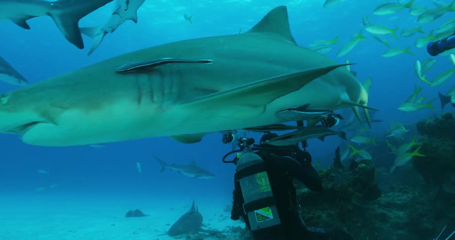 A diver swims underwater by sharks and fish