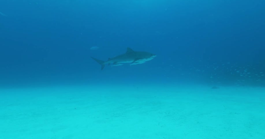 A shark is trailed by fish as it swims