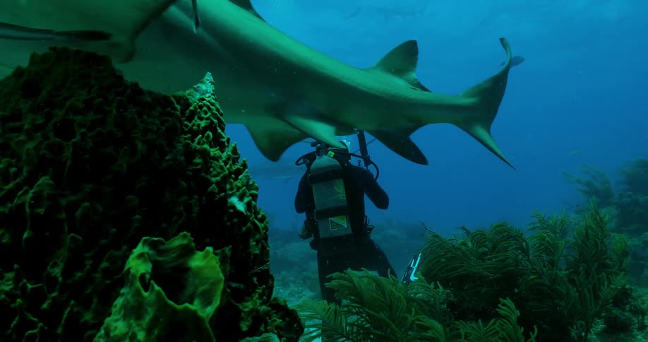 A diver swims at the bottom of the ocean with sharks and fish