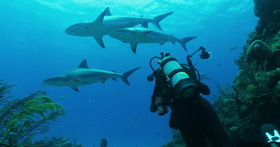 A diver swims with sharks in the ocean