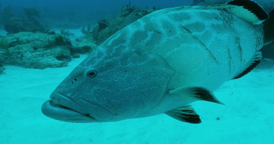 A fish swims near the bottom of the ocean