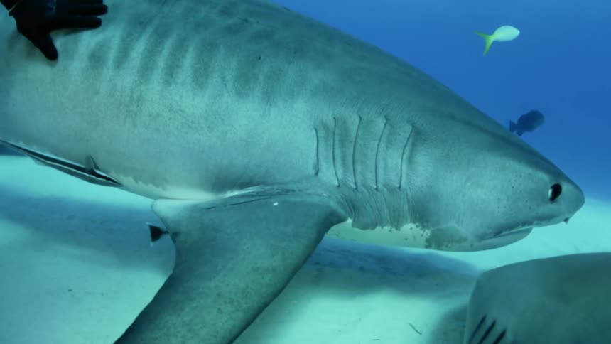 A diver pets a shark in the ocean