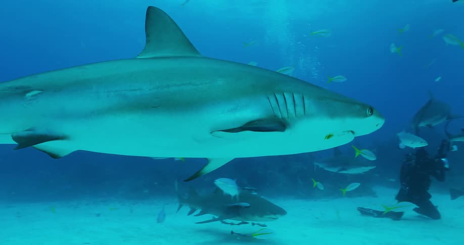 Divers swim with sharks underwater