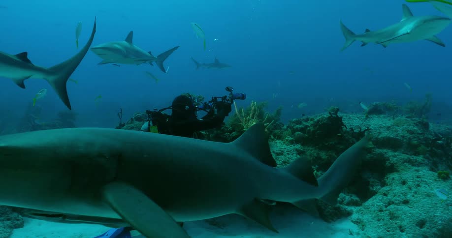 A group of sharks are swimming around some divers