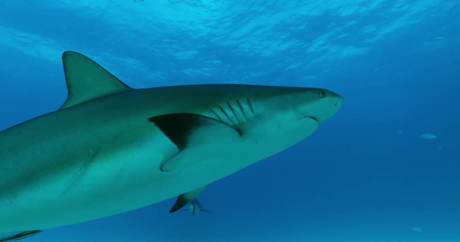 Sharks and fish swim in the ocean