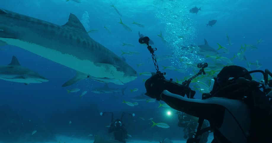 Scuba divers film sharks in the ocean