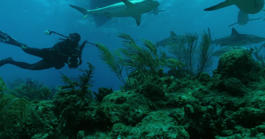 A scuba diver with camera and lights swims with sharks and fish