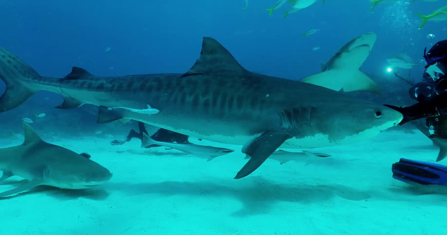 Scuba divers and fish swim with sharks