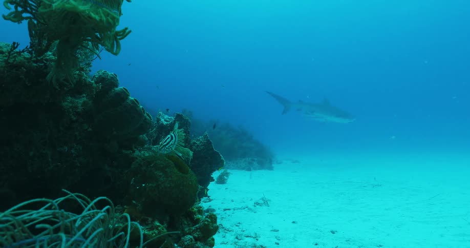 A shark and fish swim in the ocean