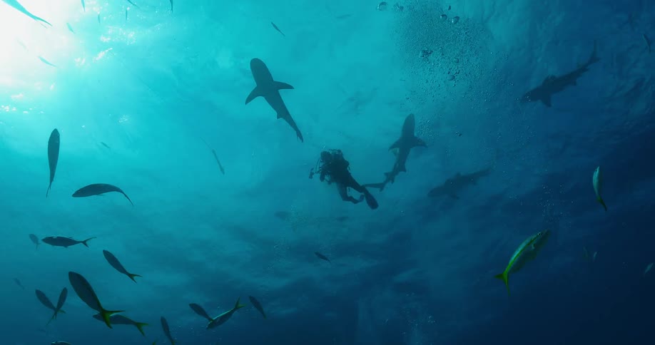Scuba divers swim with fish and sharks