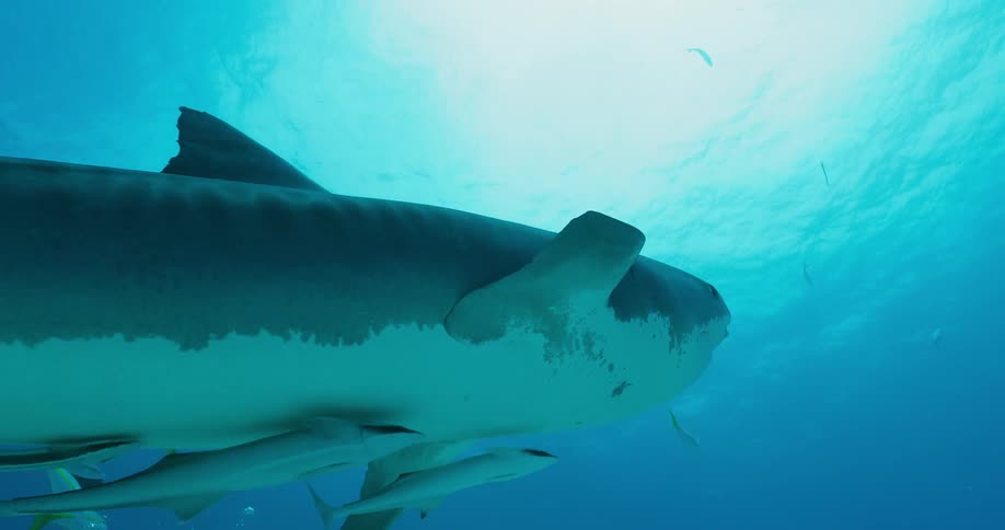 Divers are filming a shark as it swims by them underwater during the day