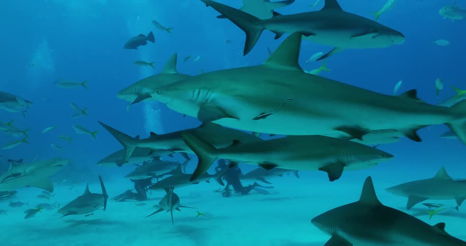Divers swim underwater with sharks and fish