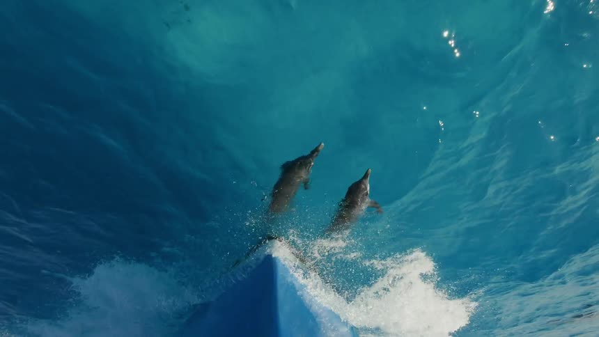 Dolphins are swimming in front of a boat as it sails during the day