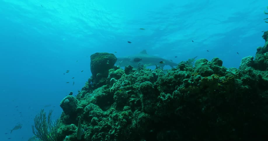 Sharks swimming amongst other fish in the ocean