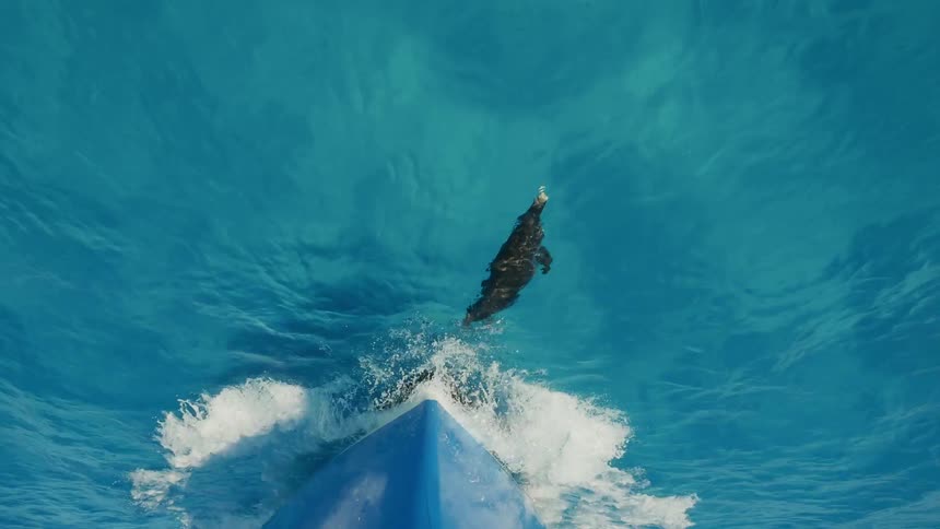 A dolphin is swimming in front of a boat as it sails during the day
