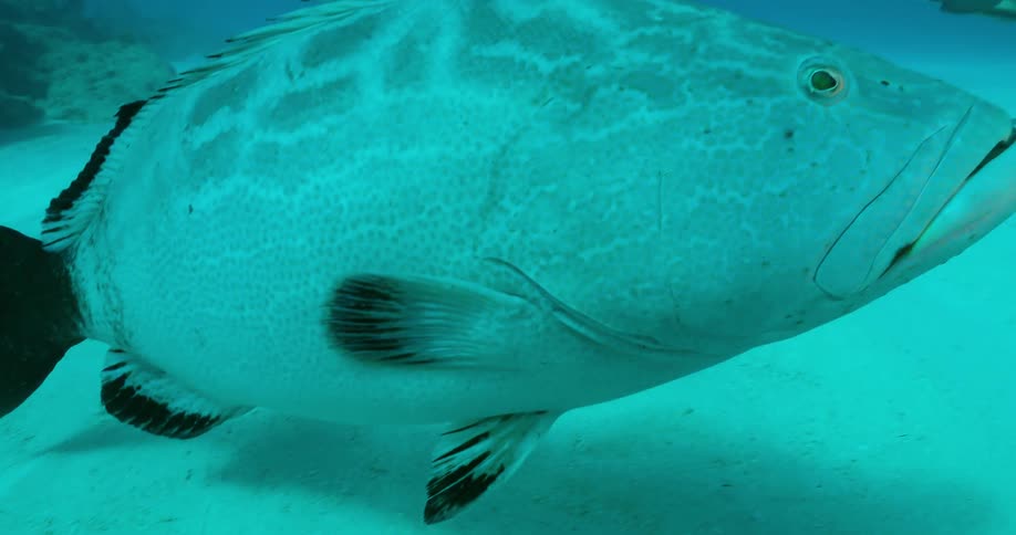A fish swims in the ocean