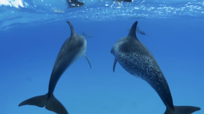 Dolphins are swimming underwater