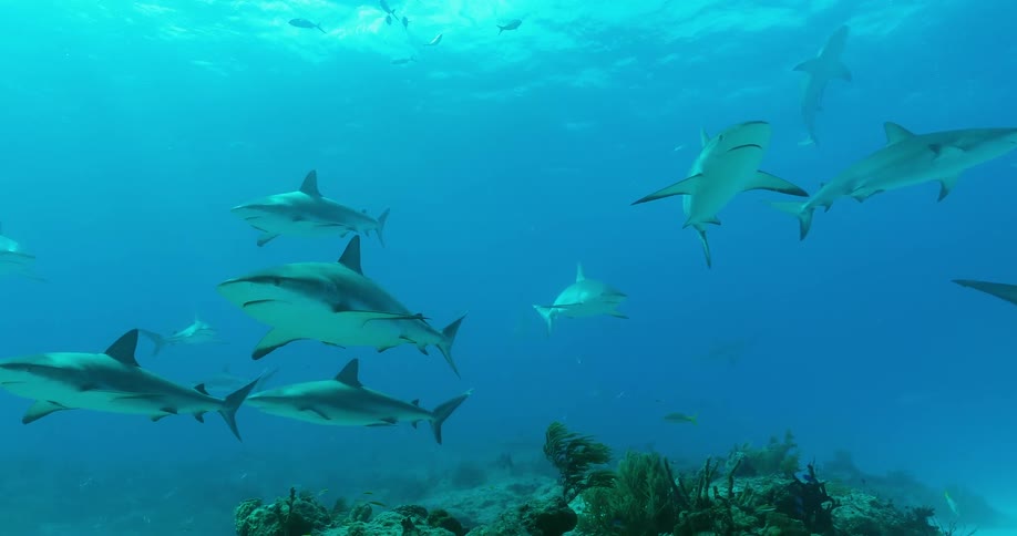 Sharks and fish swim in an ocean