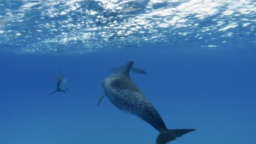 Dolphins are swimming in the ocean underwater during the day