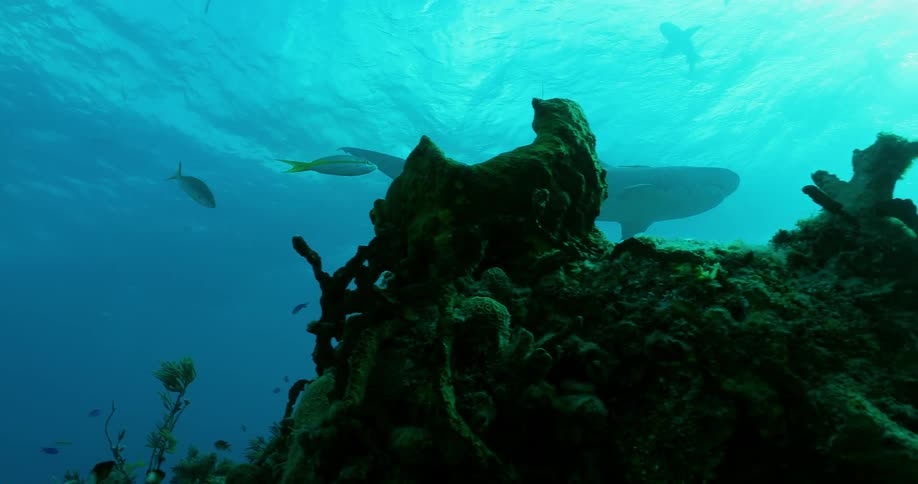Sharks and fish swim near the ocean reef