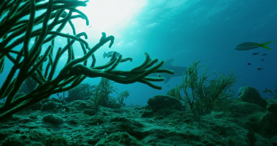 Sharks and fish swim underwater