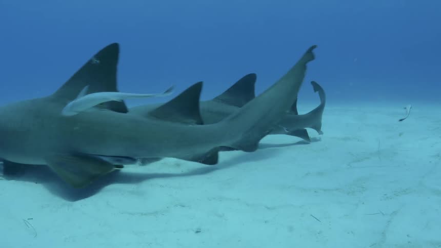 Sharks are swimming along the ocean floor during the day