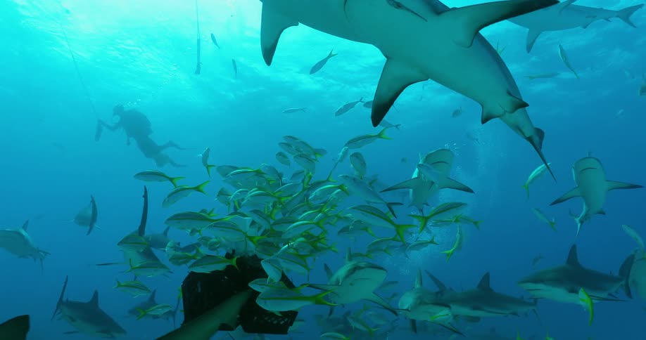 A school of fish and many sharks swim underwater near a floating box