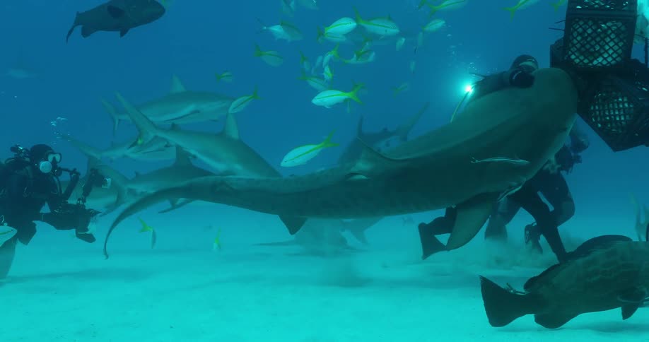 Divers swim with sharks and fish in the ocean
