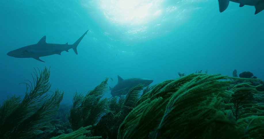 Sharks swim over seaweed in the ocean