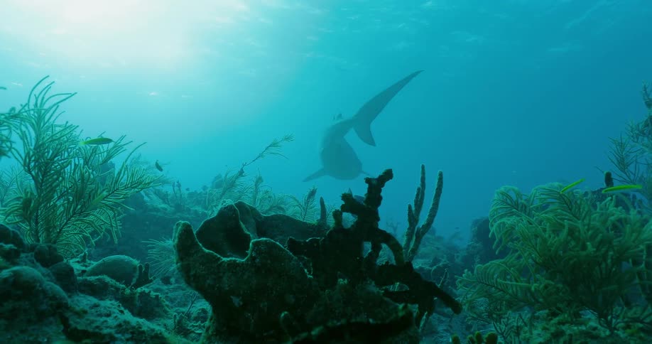 Sharks and fish swim at the bottom of the ocean