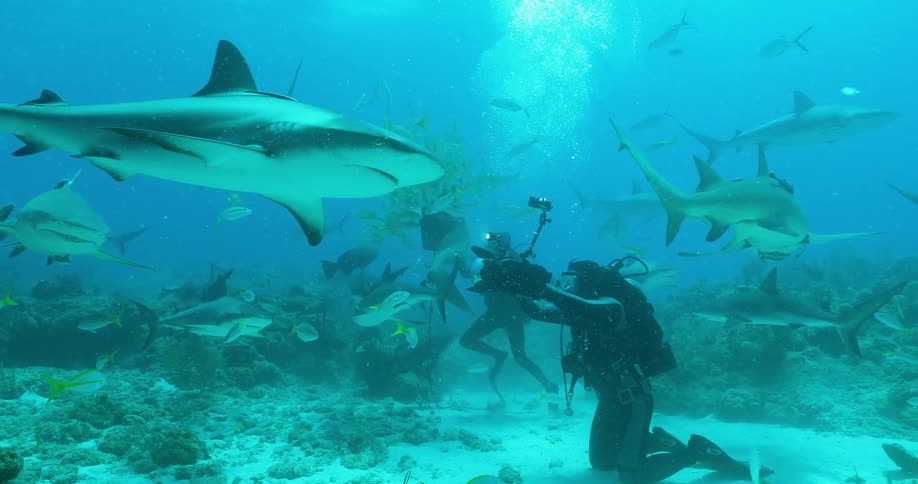 A scuba divers kneels on the ocean floor and films sharks and fish