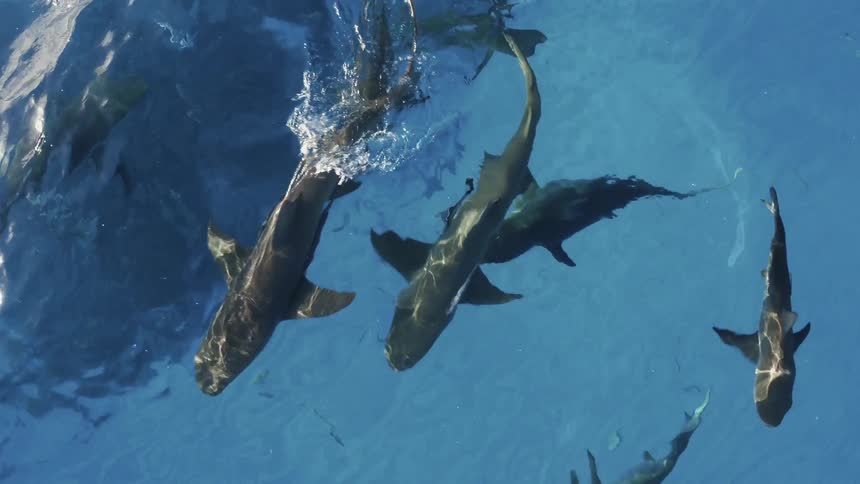 Sharks and fish swim in the ocean
