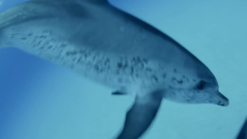 Dolphins are swimming and playing in the ocean during the day