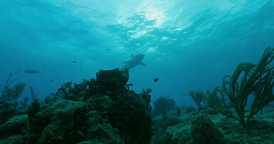 Sharks and fish swim in the ocean